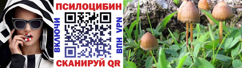 сколько стоит  Буй  Галлюциногенные грибы Psilocybine cubensis 
